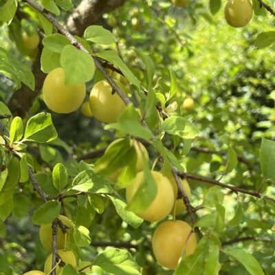 Beitrag Streuobstwiese 1