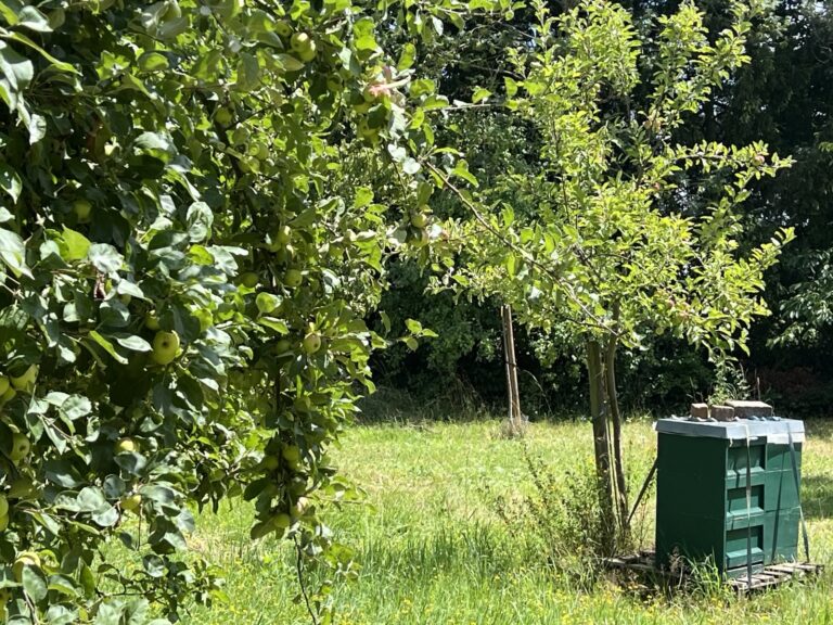 Beitrag Streuobstwiese Titelbild